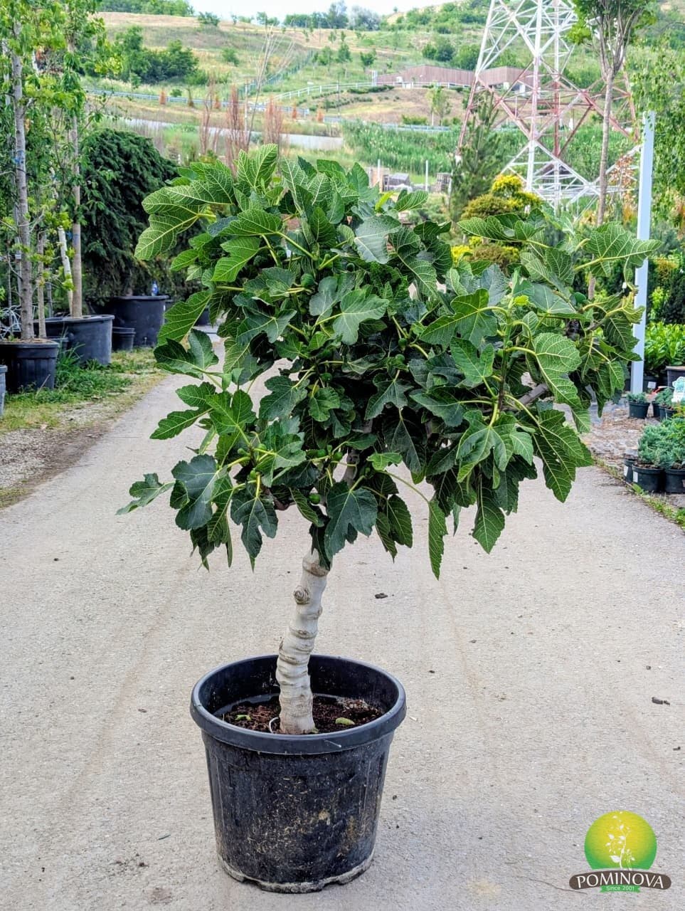 Smochin (Ficus carica) thumbnail 2