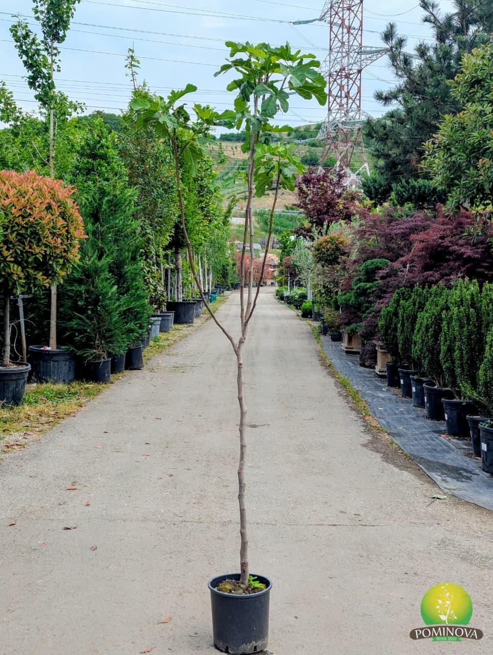 Smochin (Ficus carica)