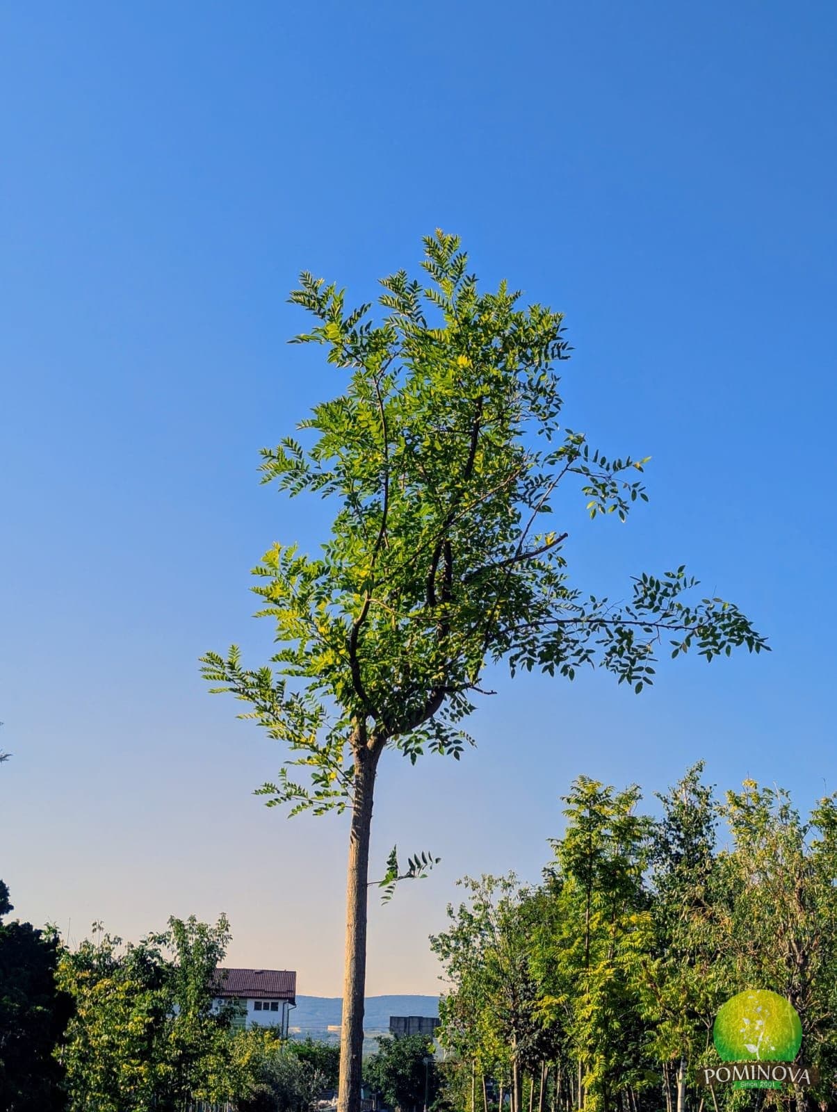 Sophora japonica 'Regent' thumbnail 2