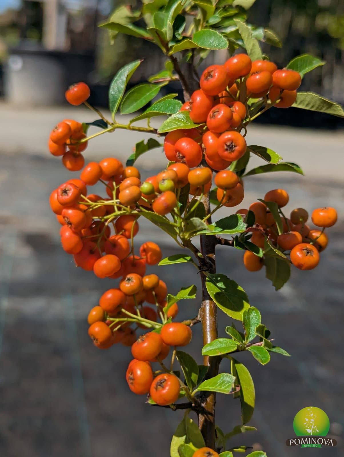 Spin de foc (Pyracantha sp.) thumbnail 2