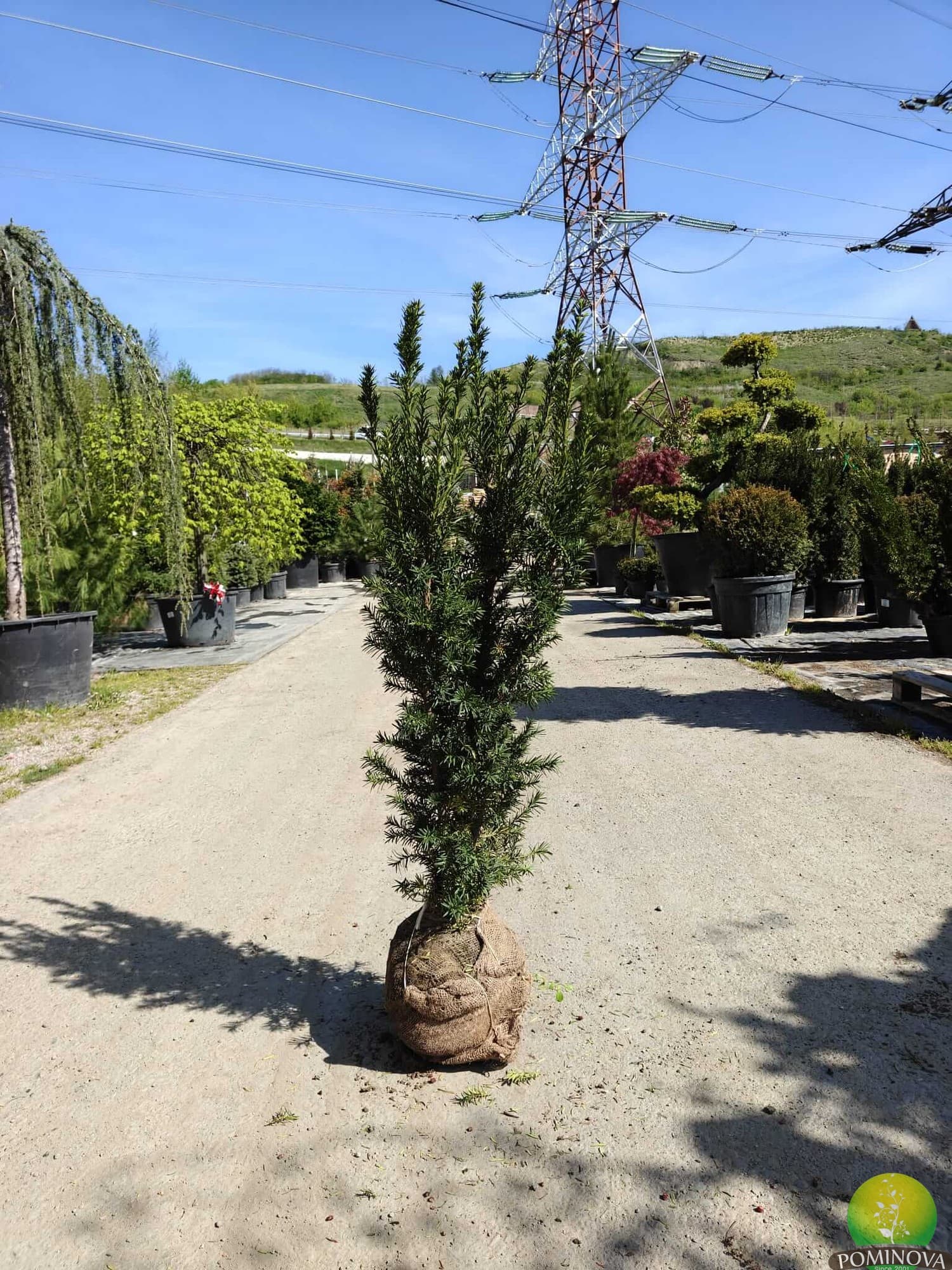 Taxus Hicksii