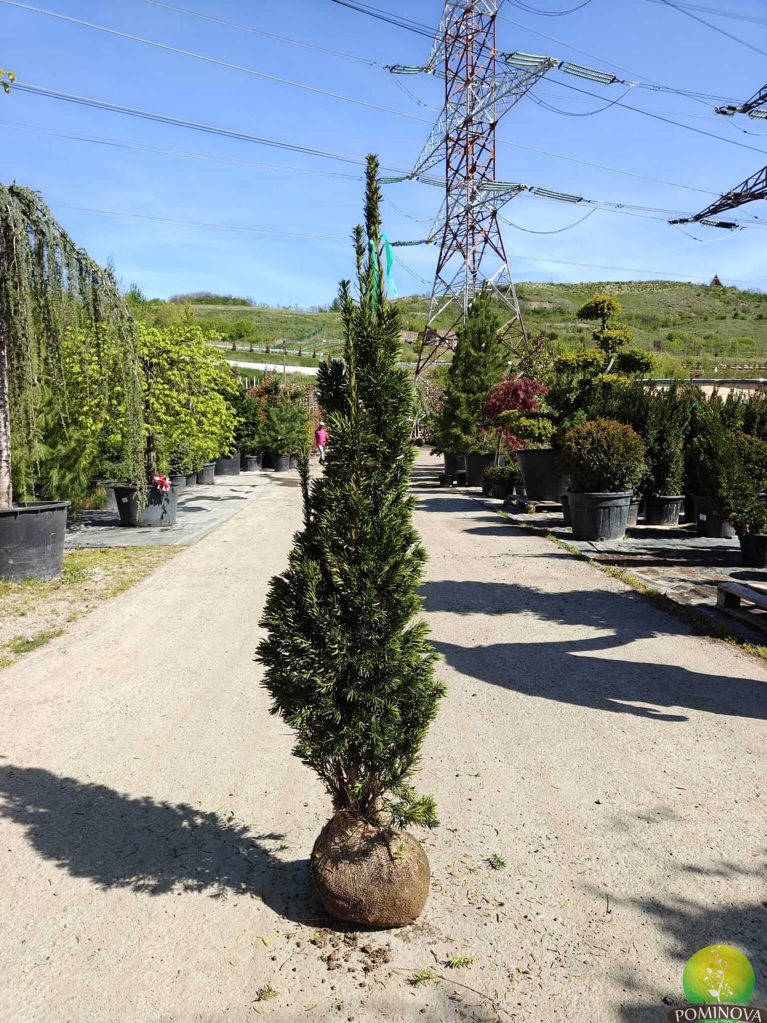 Tisă Stricta — imagine 1