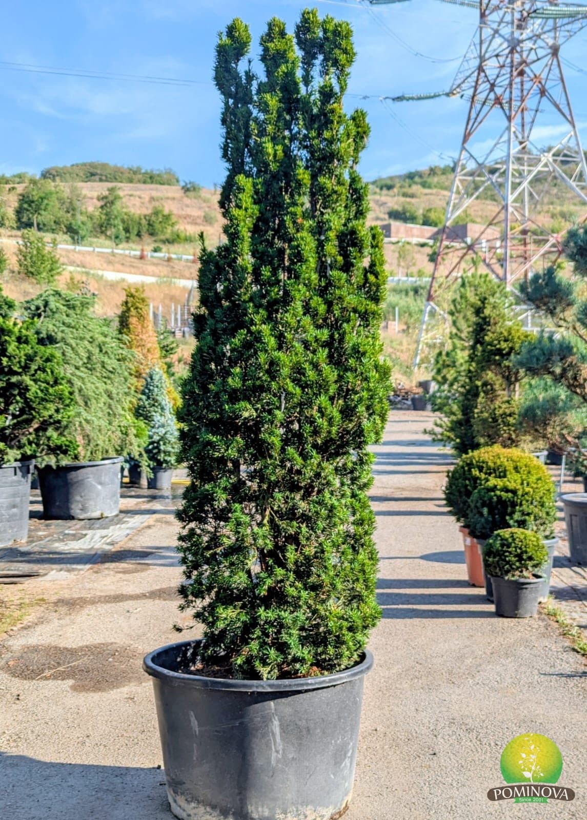 Tisă Stricta (Taxus x media 'Stricta Viridis') thumbnail 2