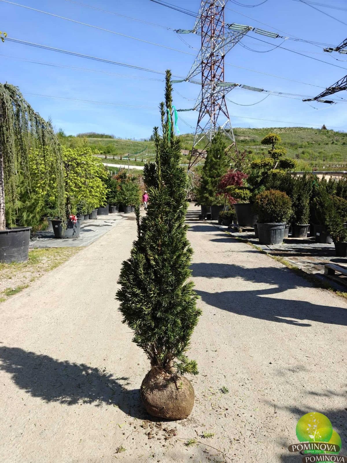 Tisă Stricta (Taxus x media 'Stricta Viridis') thumbnail 3
