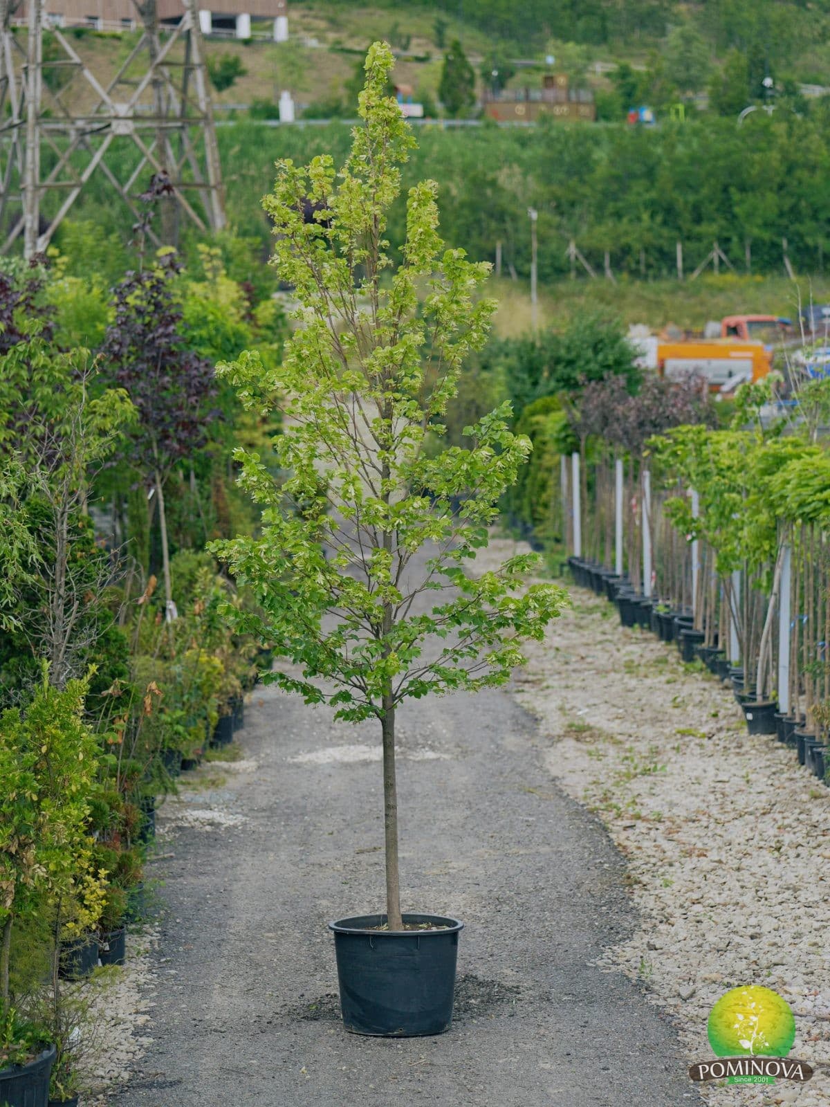 Tei fastigiat (Tilia platyphyllos 'Fastigiata')