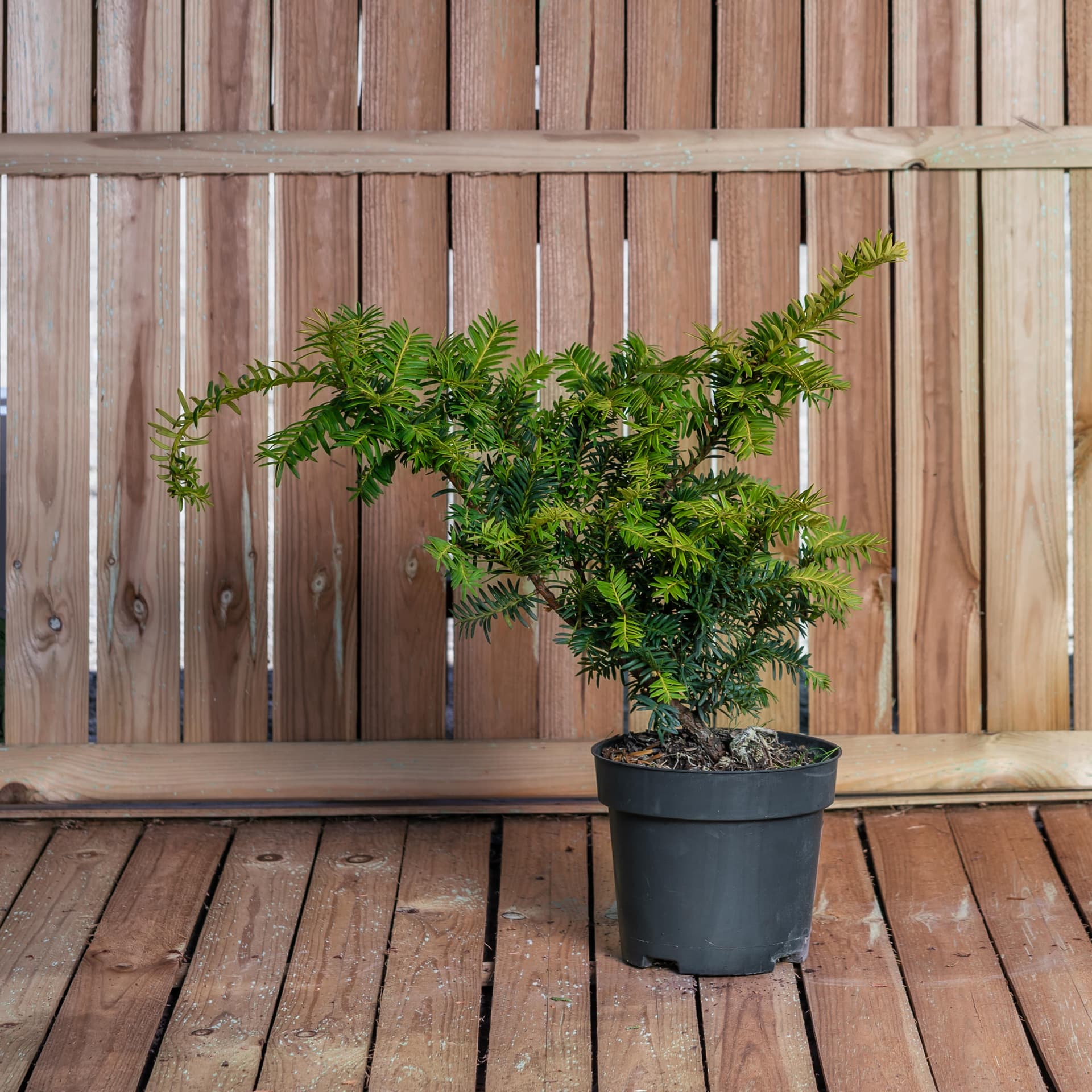 Tisa aurie (Taxus baccata 'Summergold')