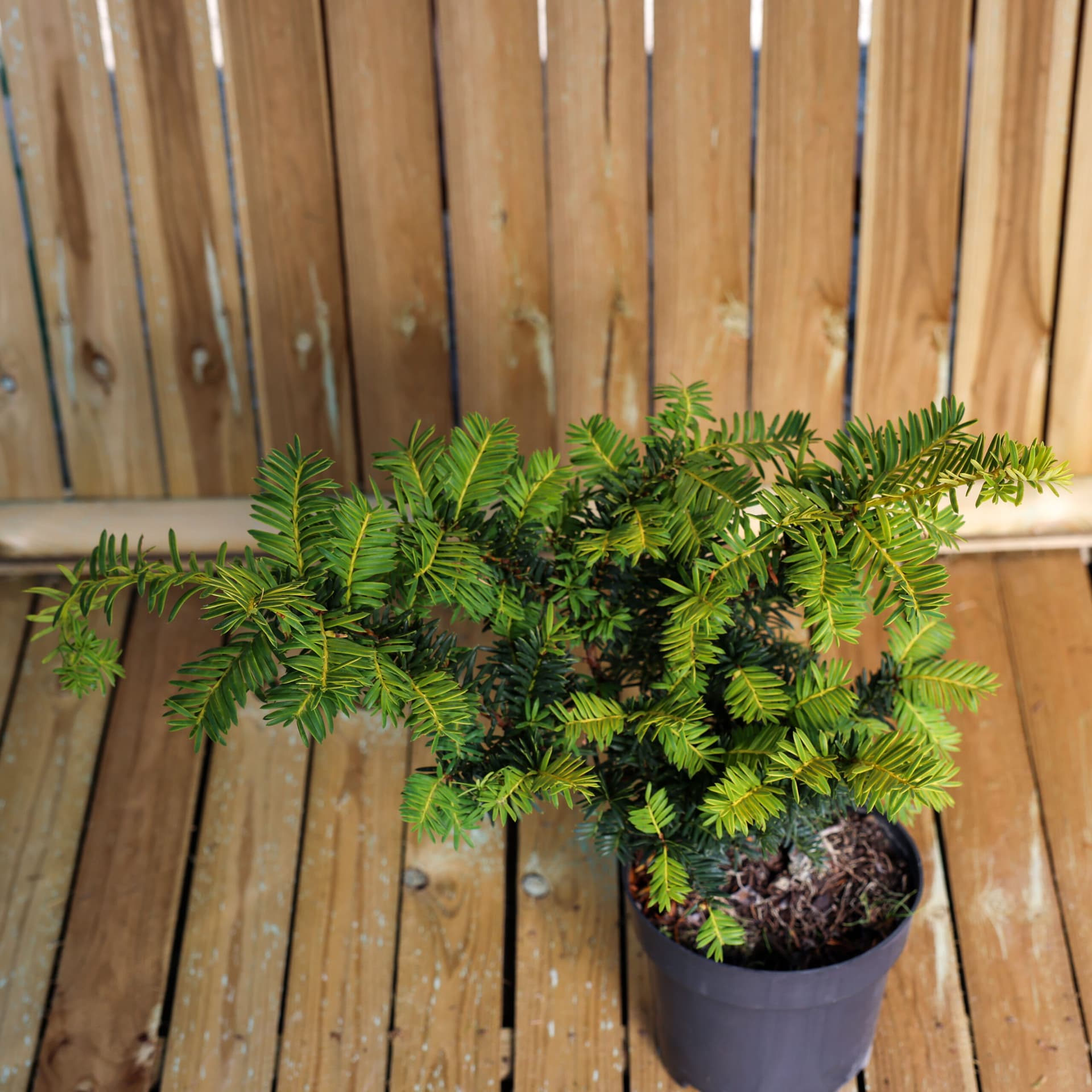 Tisa aurie (Taxus baccata 'Summergold') thumbnail 2