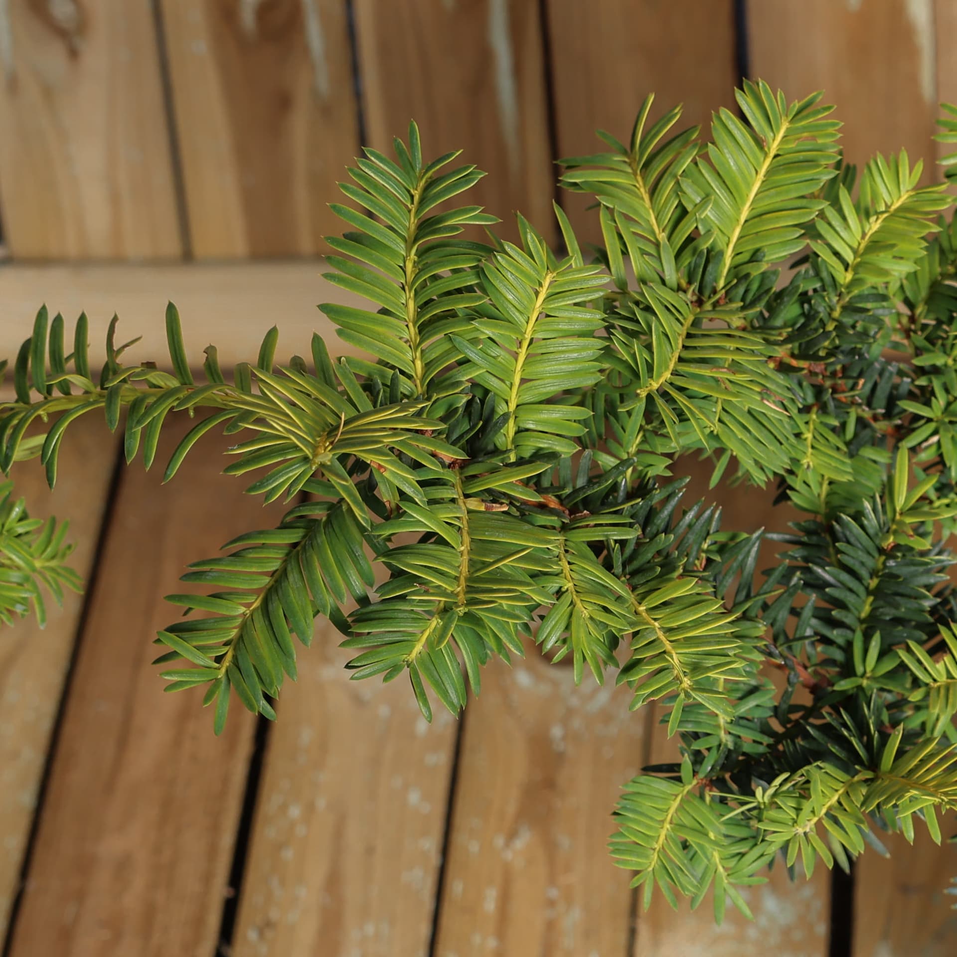 Tisa aurie (Taxus baccata 'Summergold') thumbnail 3