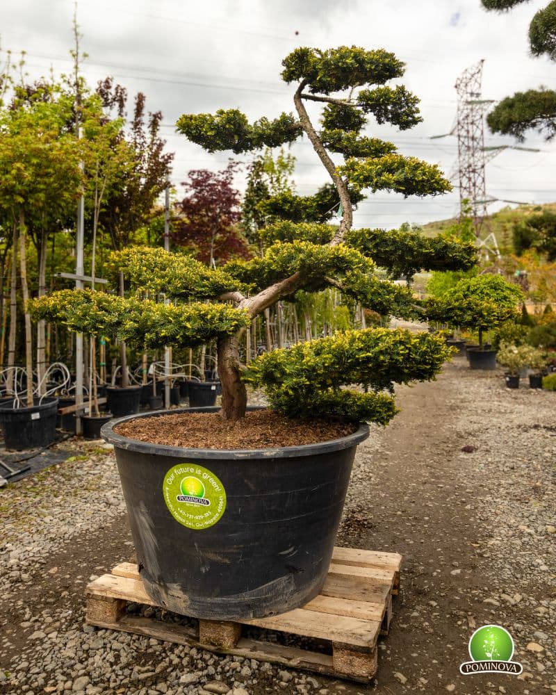 Tisa Bonsai (Taxus baccata) thumbnail 2