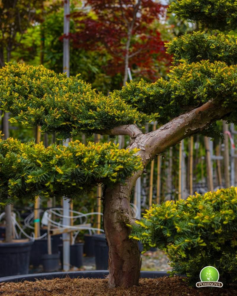Tisa Bonsai (Taxus baccata) thumbnail 3