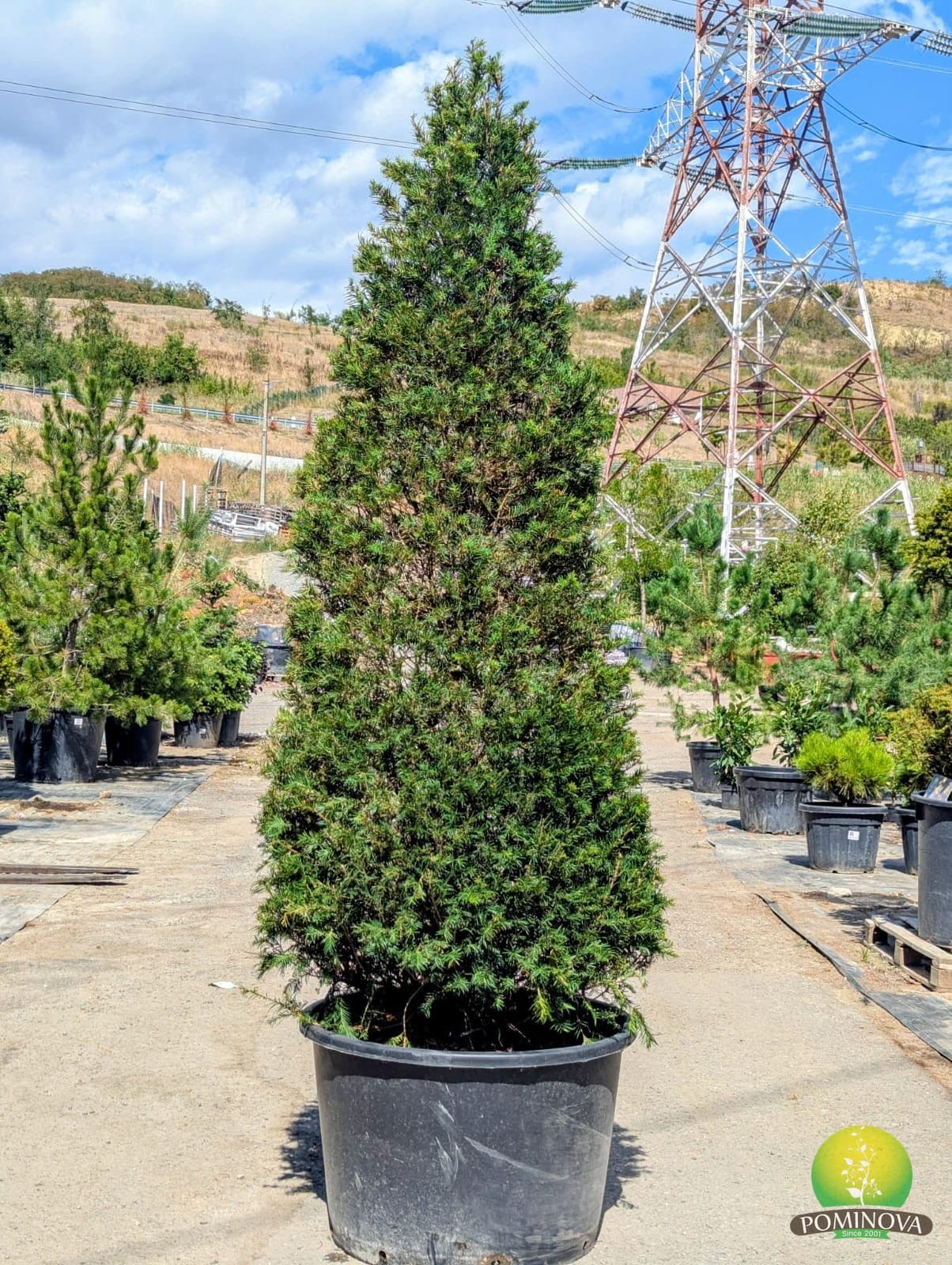 Tisă conică (Taxus baccata - Con) - imagine 1