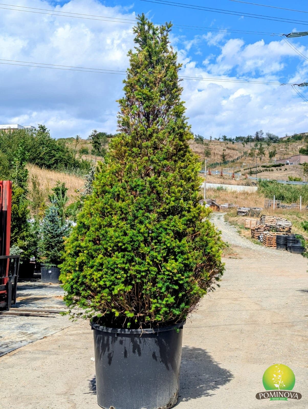 Tisă conică (Taxus baccata - Con) thumbnail 2