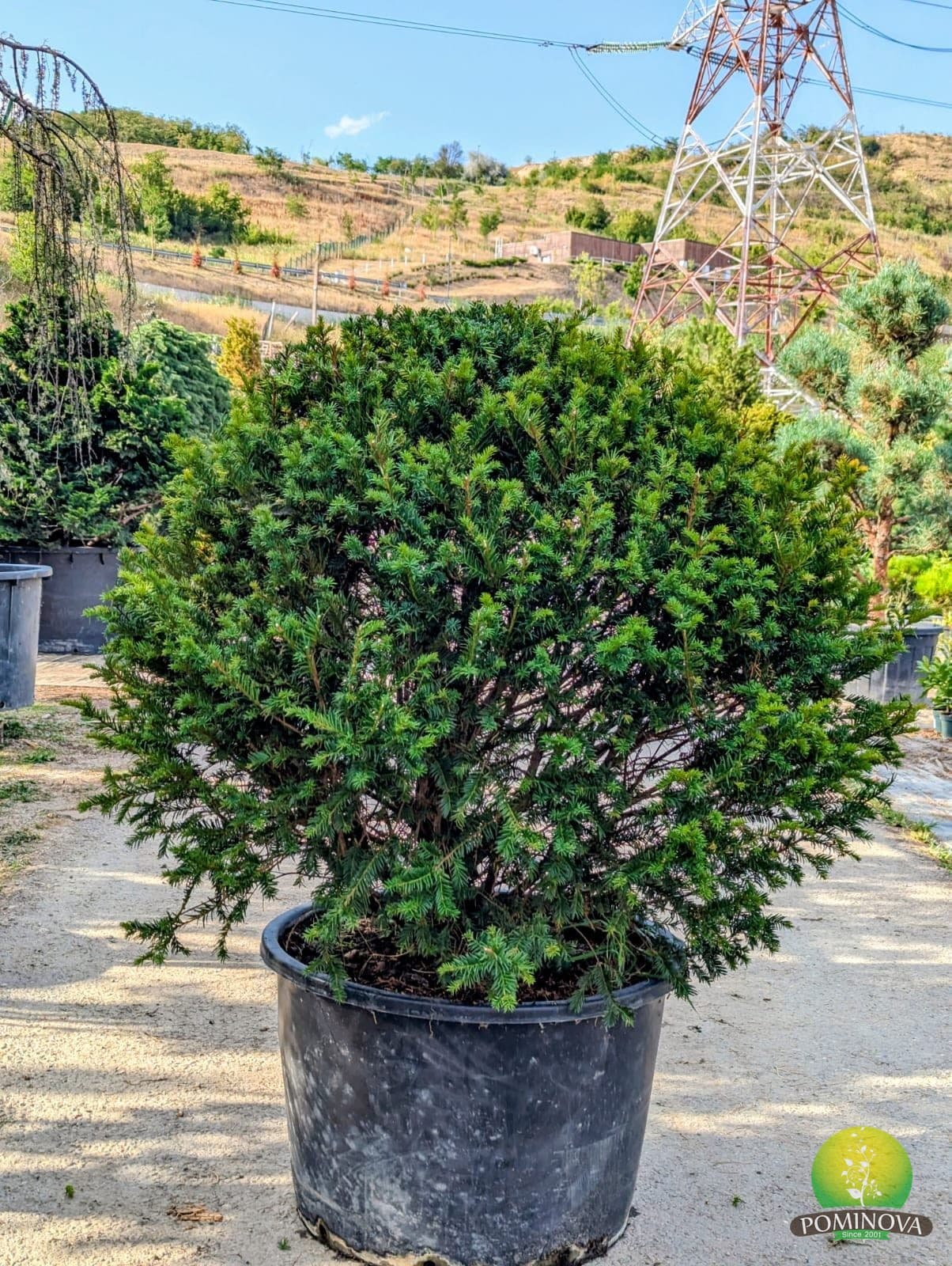 Tisă globulară (Taxus baccata - Glob)