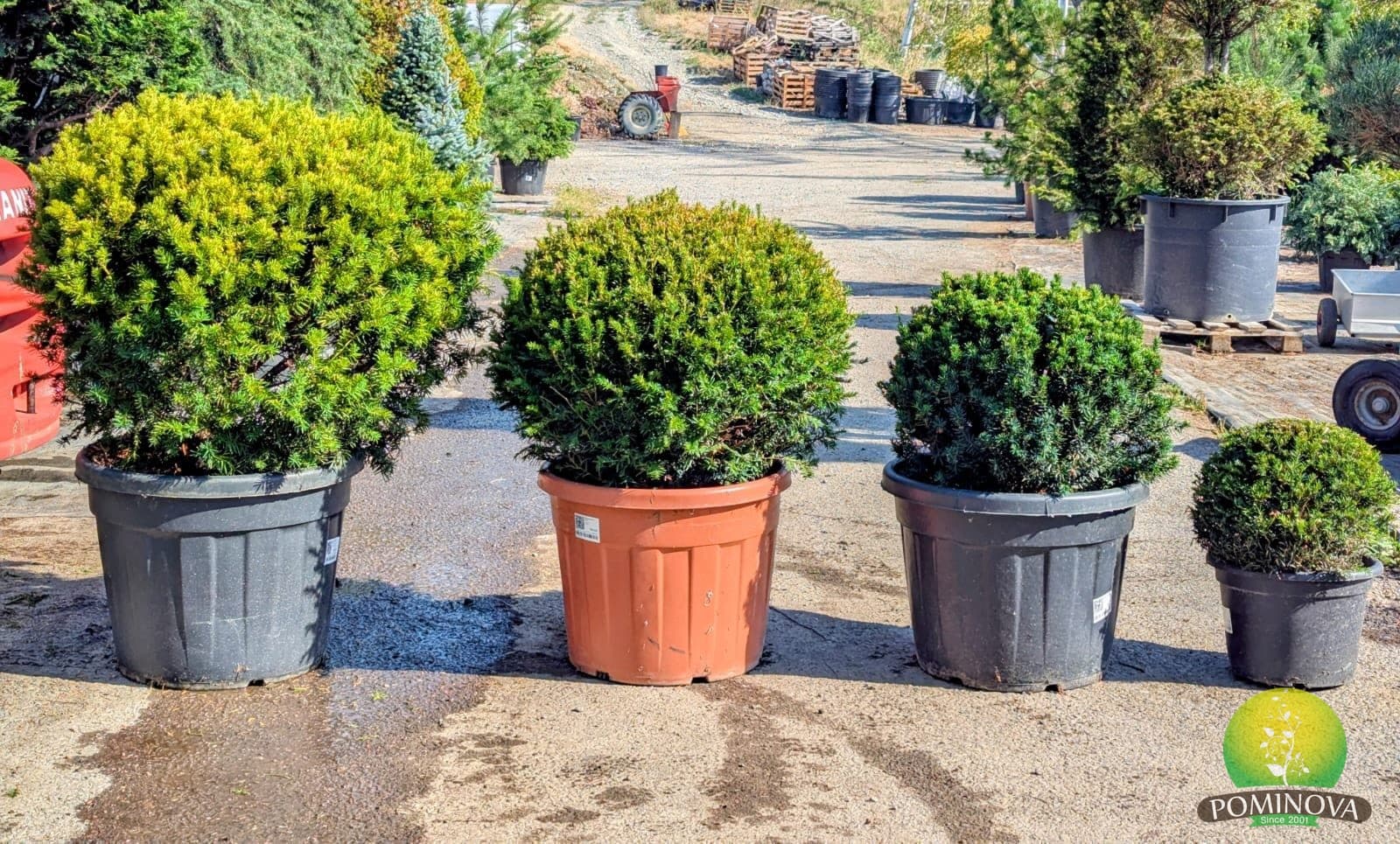 Tisă globulară (Taxus baccata - Glob) thumbnail 2