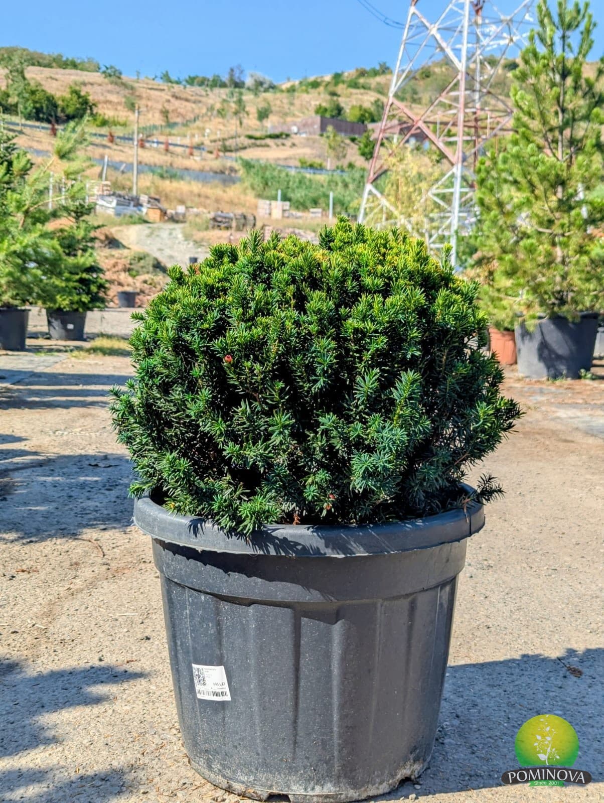 Tisă globulară (Taxus baccata - Glob) thumbnail 4