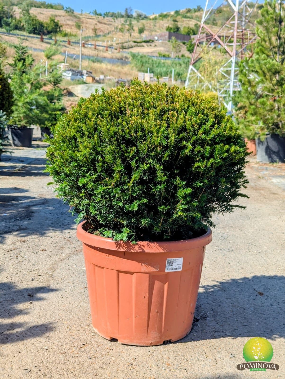 Tisă globulară (Taxus baccata - Glob) thumbnail 5
