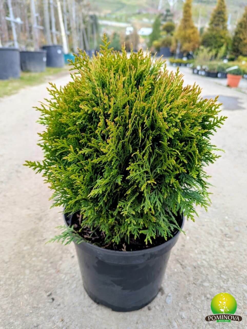 Tuia globular (Thuja occidentalis 'Danica') thumbnail 4