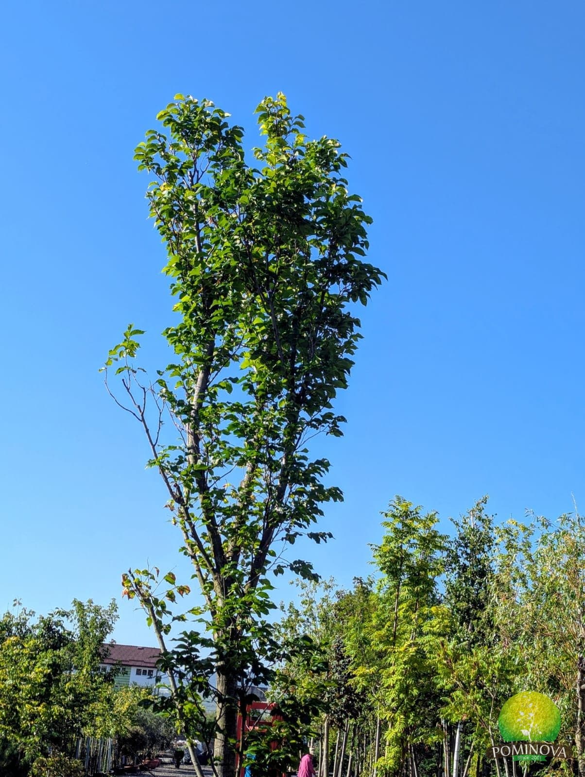 Ulmus × hollandica 'Dampieri' thumbnail 2