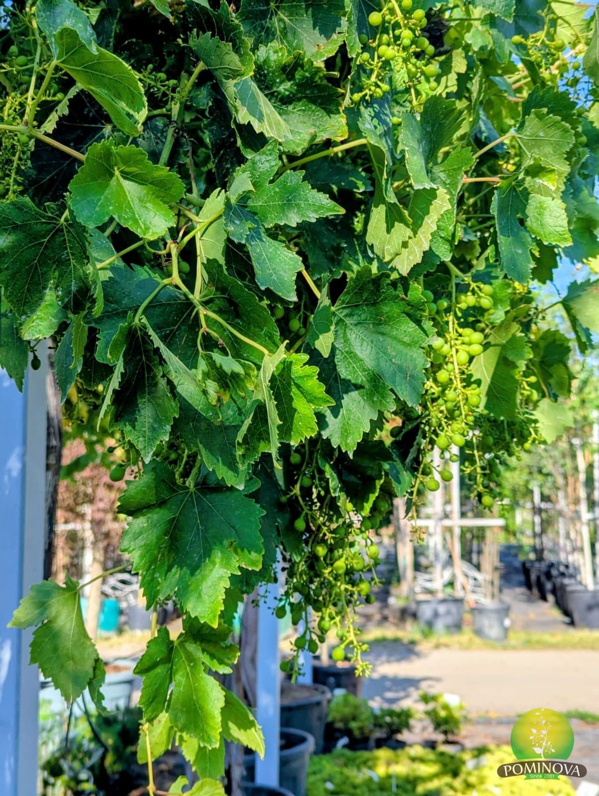 Viță de vie (Vitis vinifera) thumbnail 2