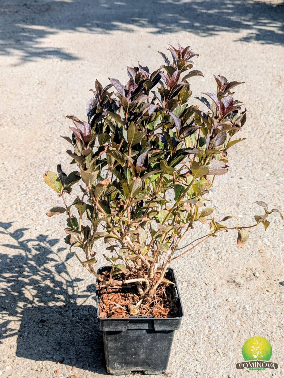 Weigela florida — imagine 1