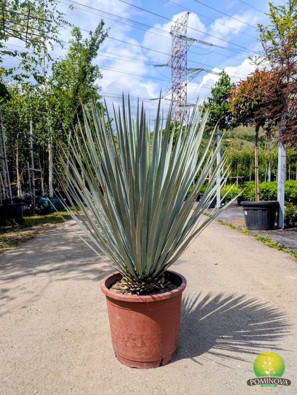 Yuca (Yucca rostrata) thumbnail 3