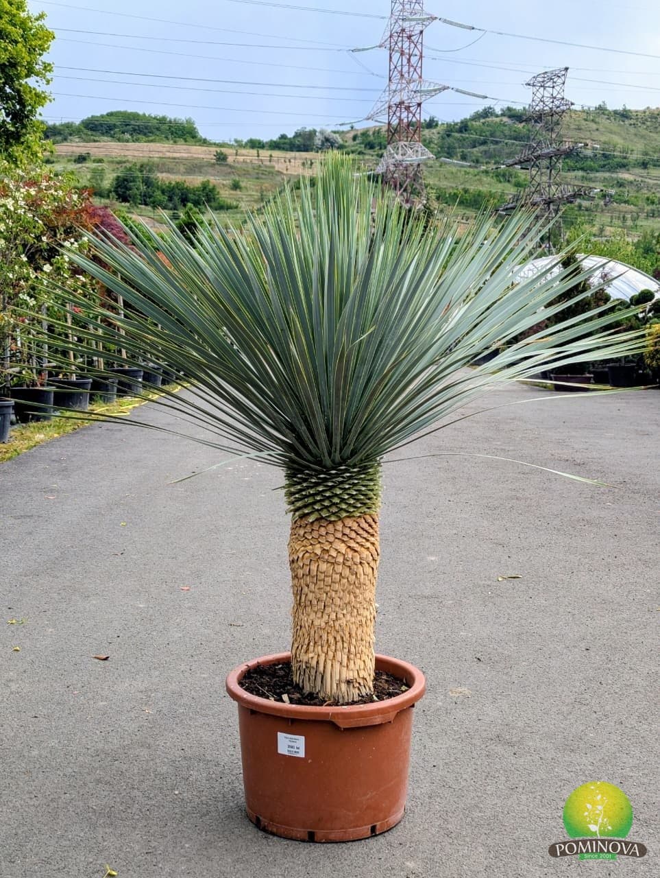 Yuca (Yucca rostrata) thumbnail 4