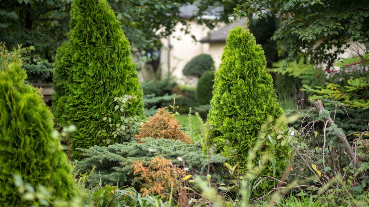 Conifere ornamentale într-o grădină din Transilvania