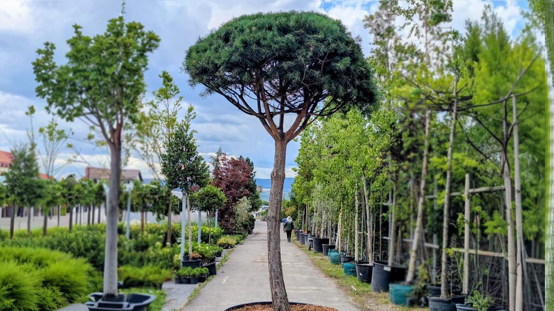 Exemplar Pinus sylvestris – Umbrella cu trunchi înalt și coroană în formă de umbrelă, într-o pepinieră