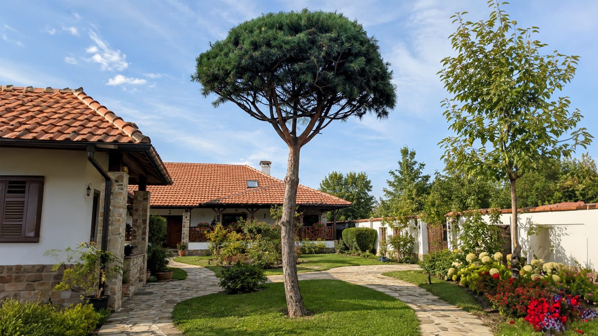 Pinus sylvestris – Umbrella plantat ca punct focal într-o grădină rezidențială.