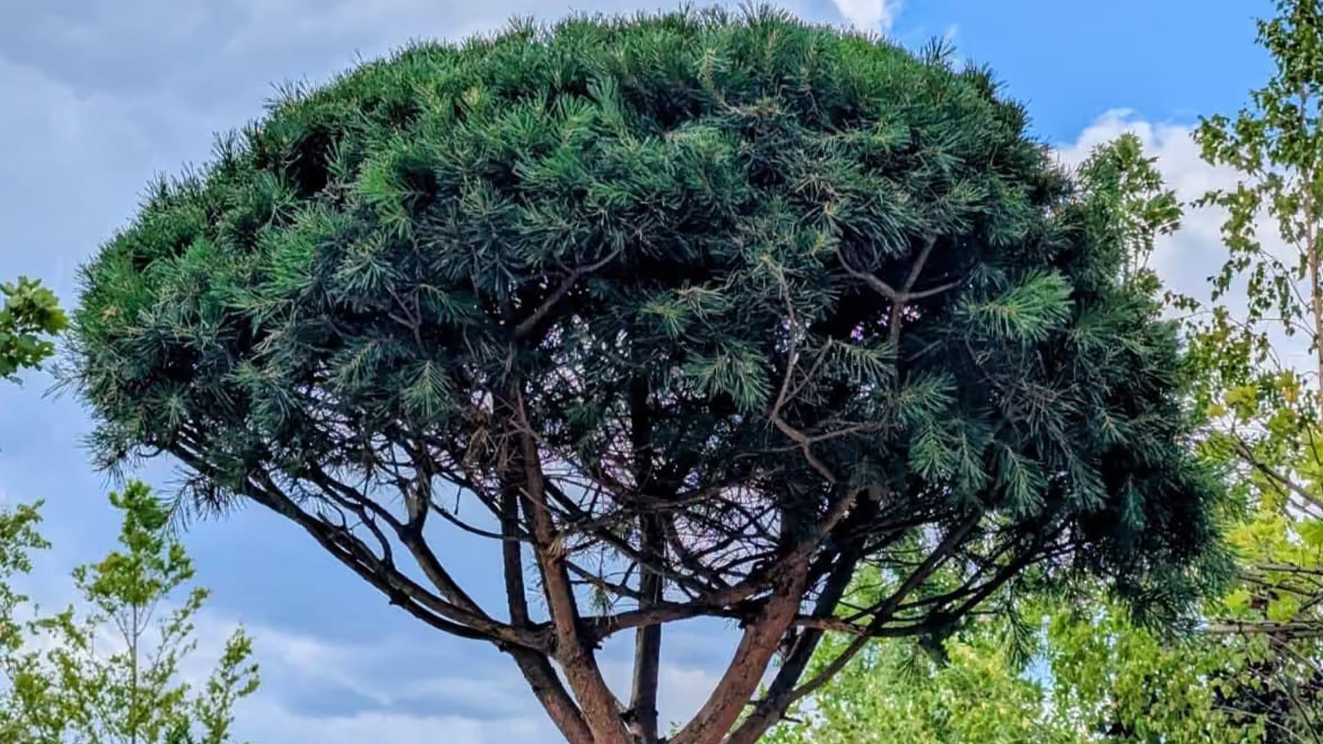 Detaliu al coroanei de Pinus sylvestris – Umbrella: ace verde-albăstrui, ramuri sculpturale și scoarță decorativă