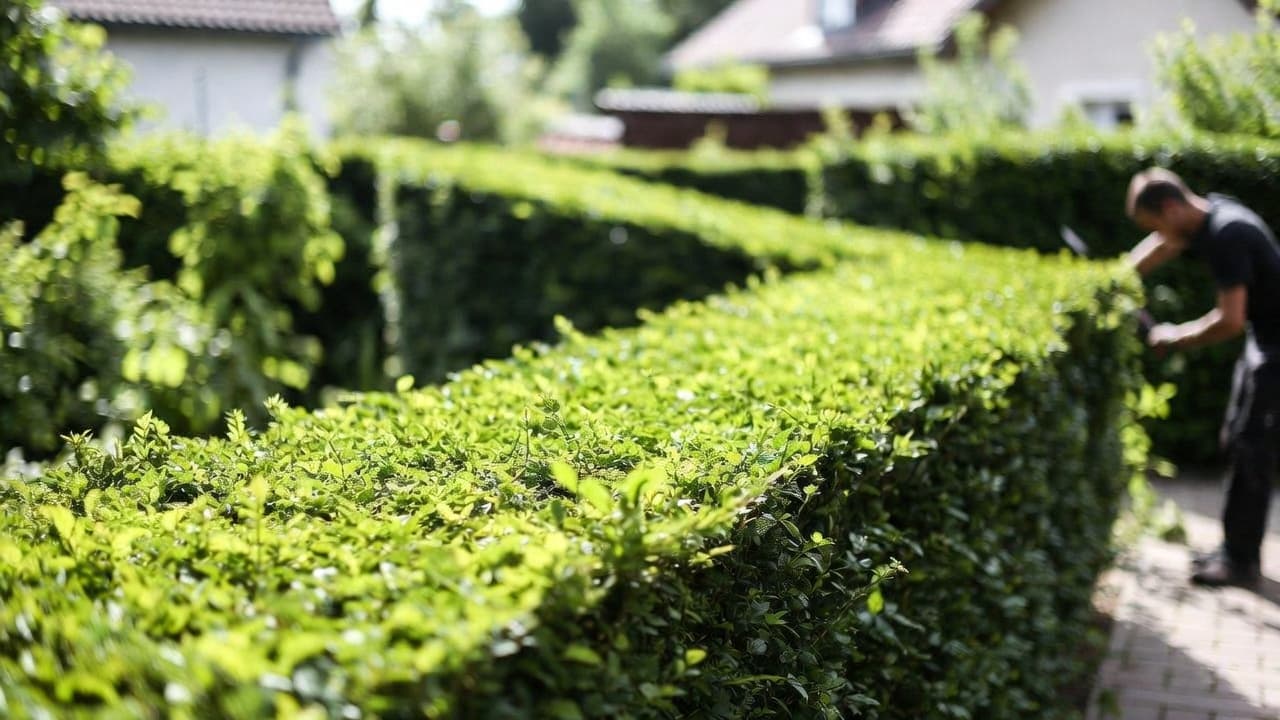 Gard viu din leylandii tuns uniform