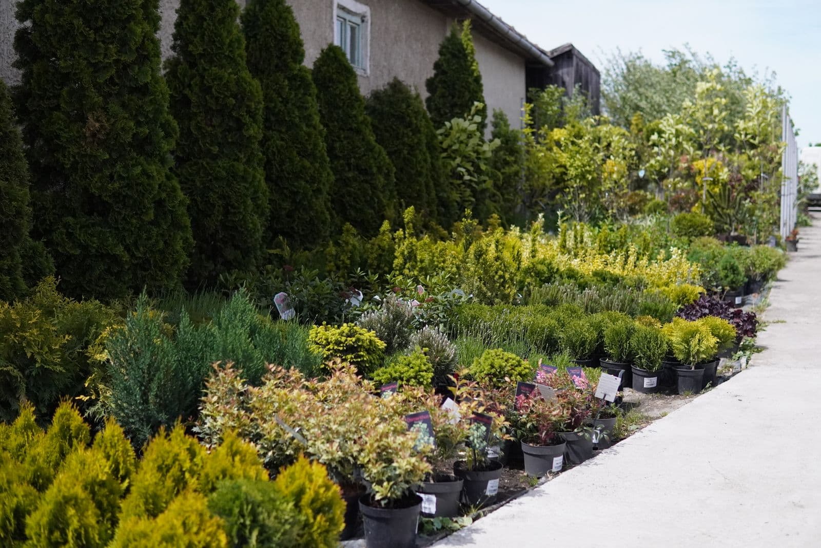 Garden Center — Punct de desfacere Carei