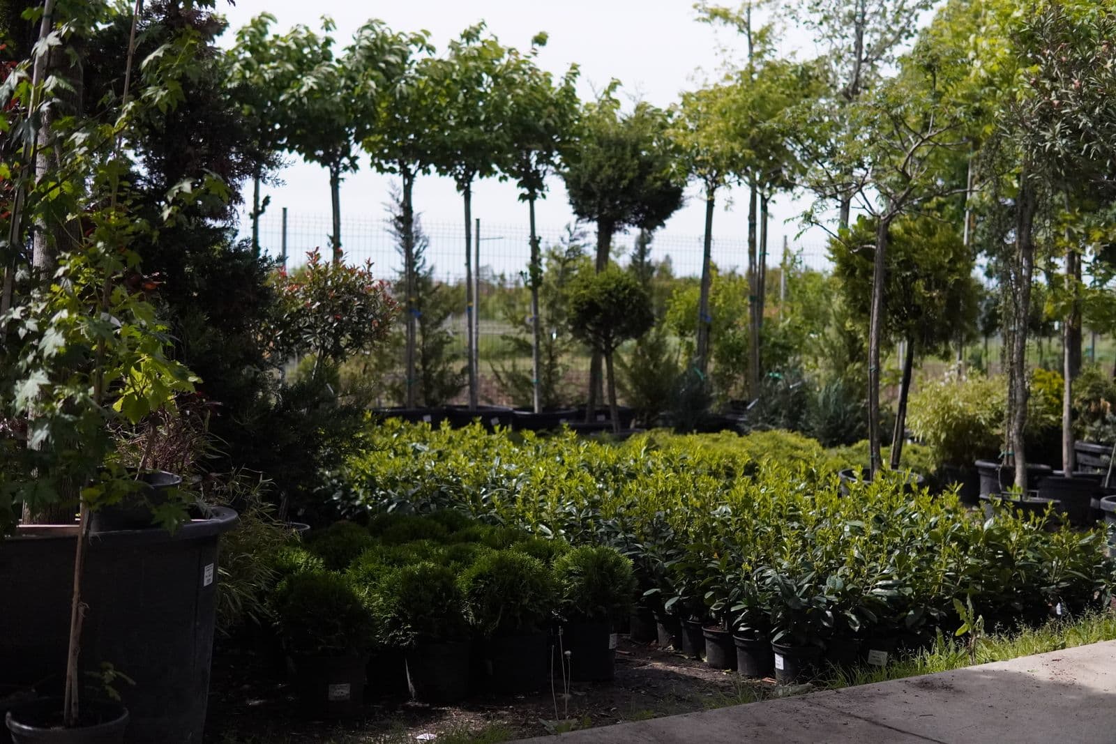 Garden Center Pominova Carei imagine 10