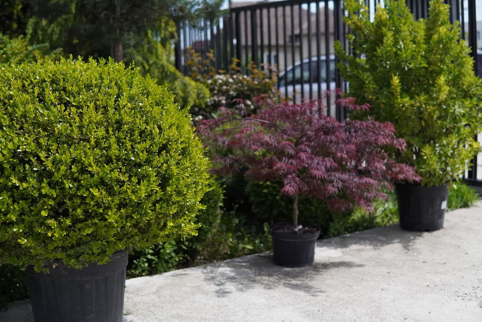 Fotografie din Garden Center Pominova Carei