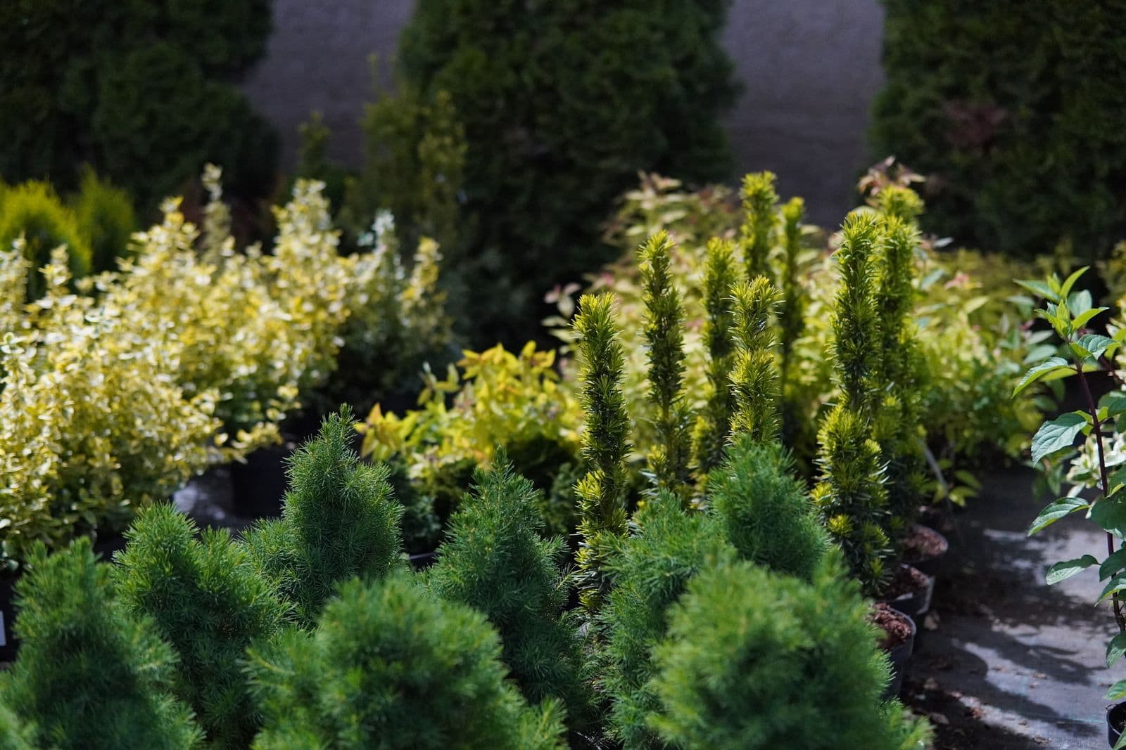 Garden Center Pominova Carei imagine 4