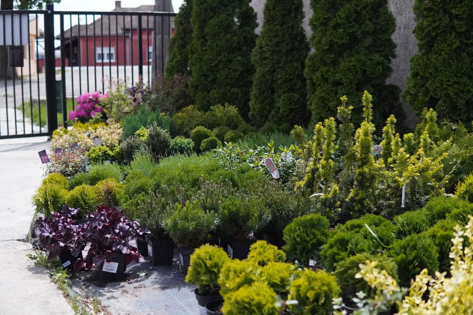 Garden Center Pominova Carei imagine 5