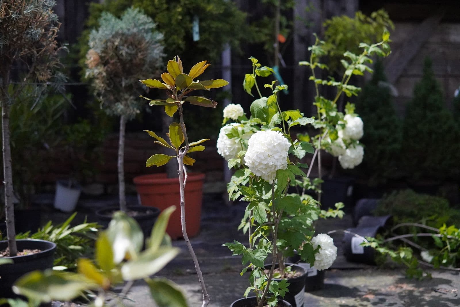 Garden Center Pominova Carei imagine 7