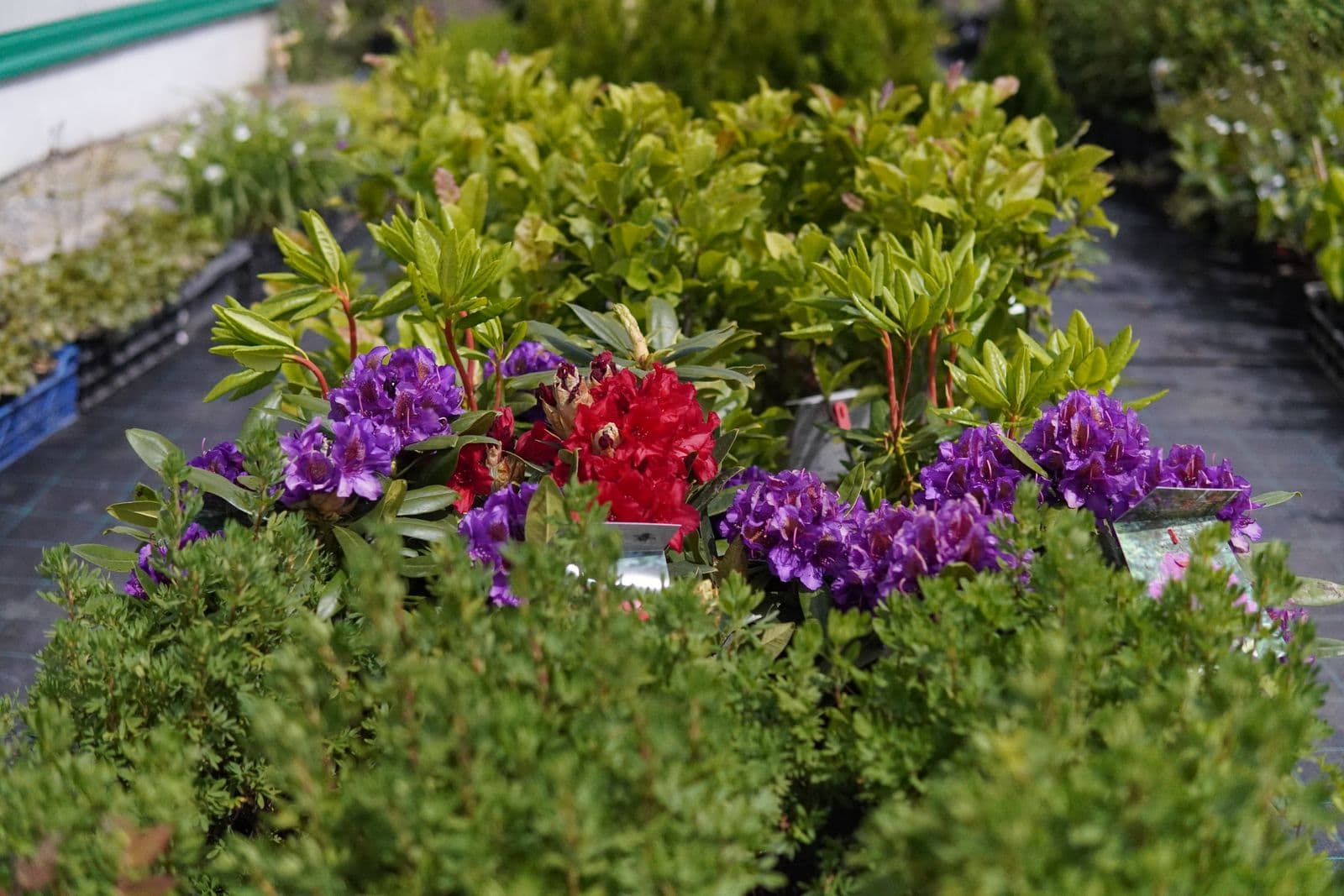 Garden Center Pominova Carei imagine 8