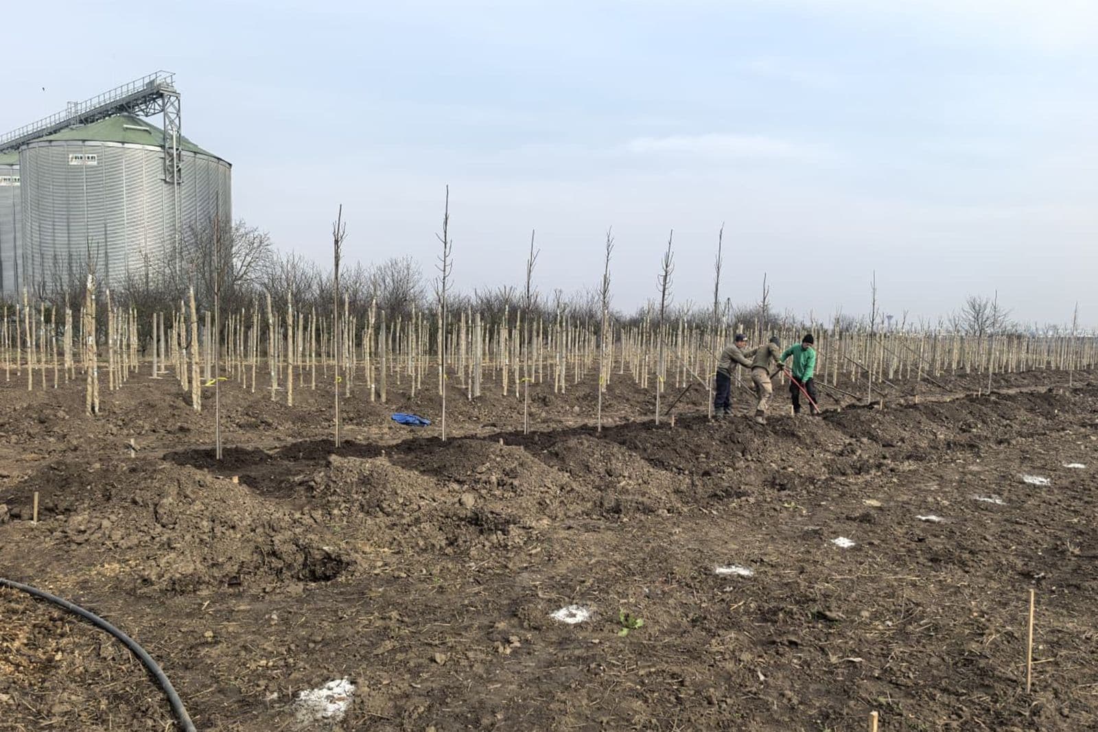 Pepinieră Carei - Producție plante ornamentale — imagine 1