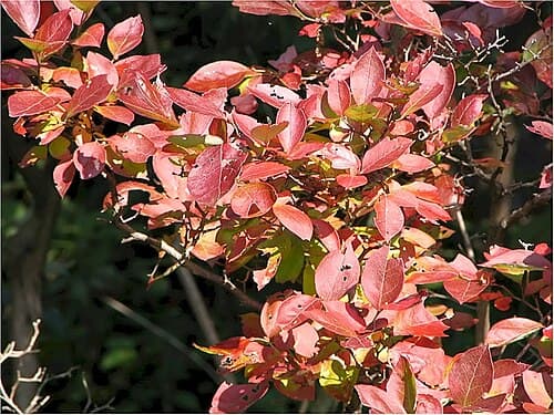 Afin Darrow (Vaccinum corymbosum 'Darrow')