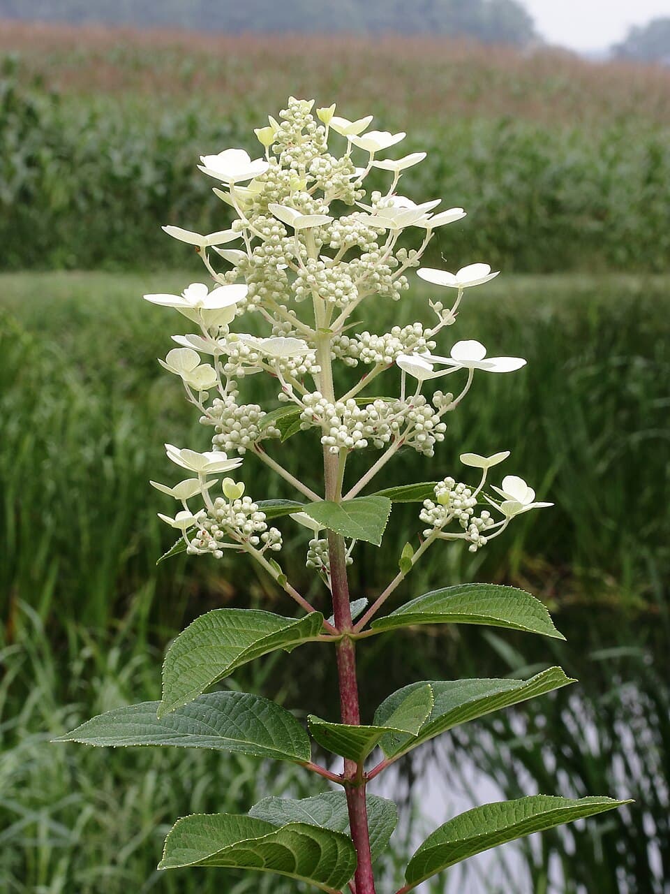 Hortensia paniculată (Hydrangea paniculata ) - imagine 1