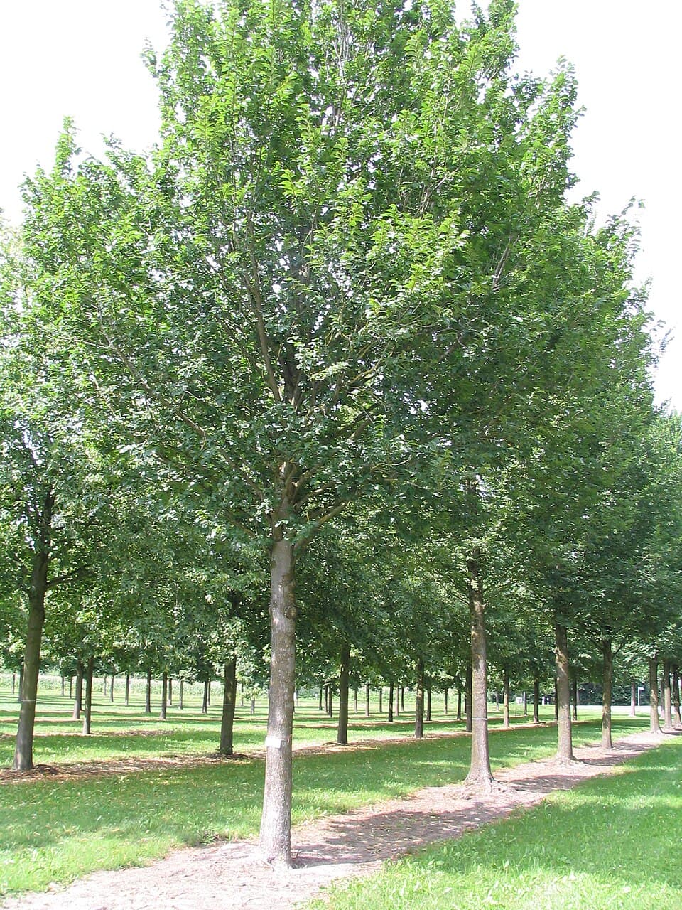 Ulm Lobel