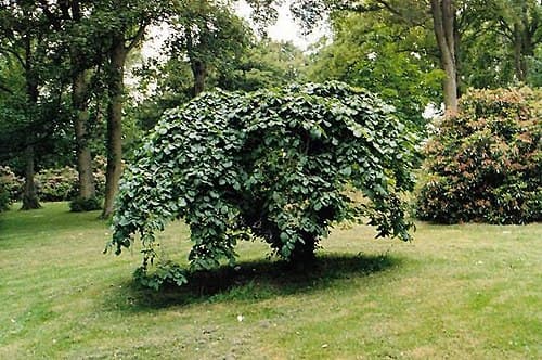 Ulm plângător