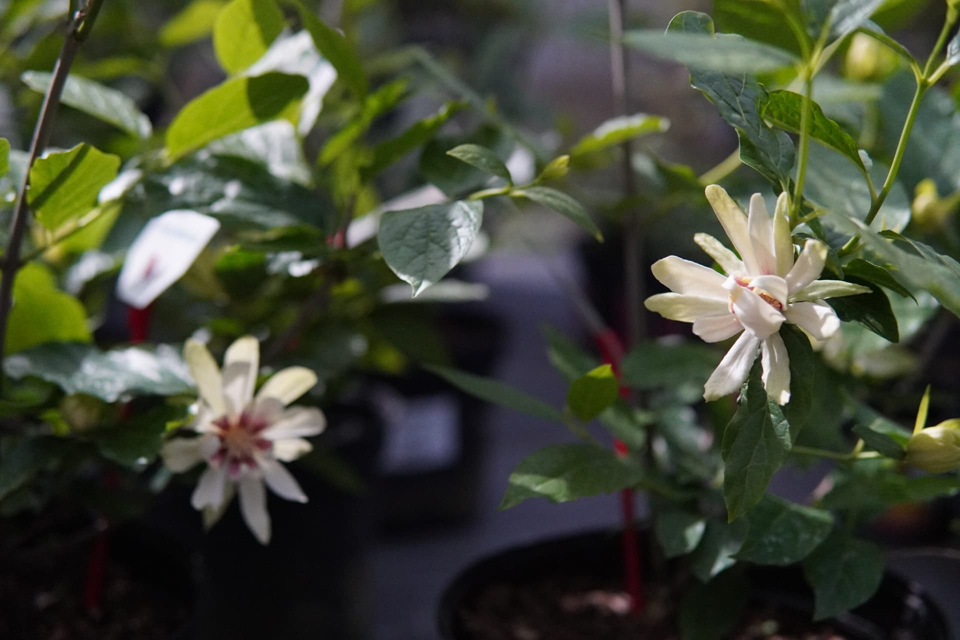 Sinocalycanthus 'Venus' — imagine 1