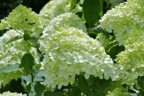Hortensie - Ghiveci de 2l