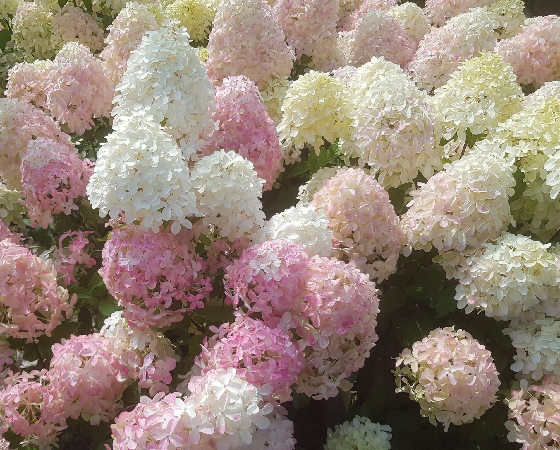 Hortensia - Ghiveci de 2l — imagine 1