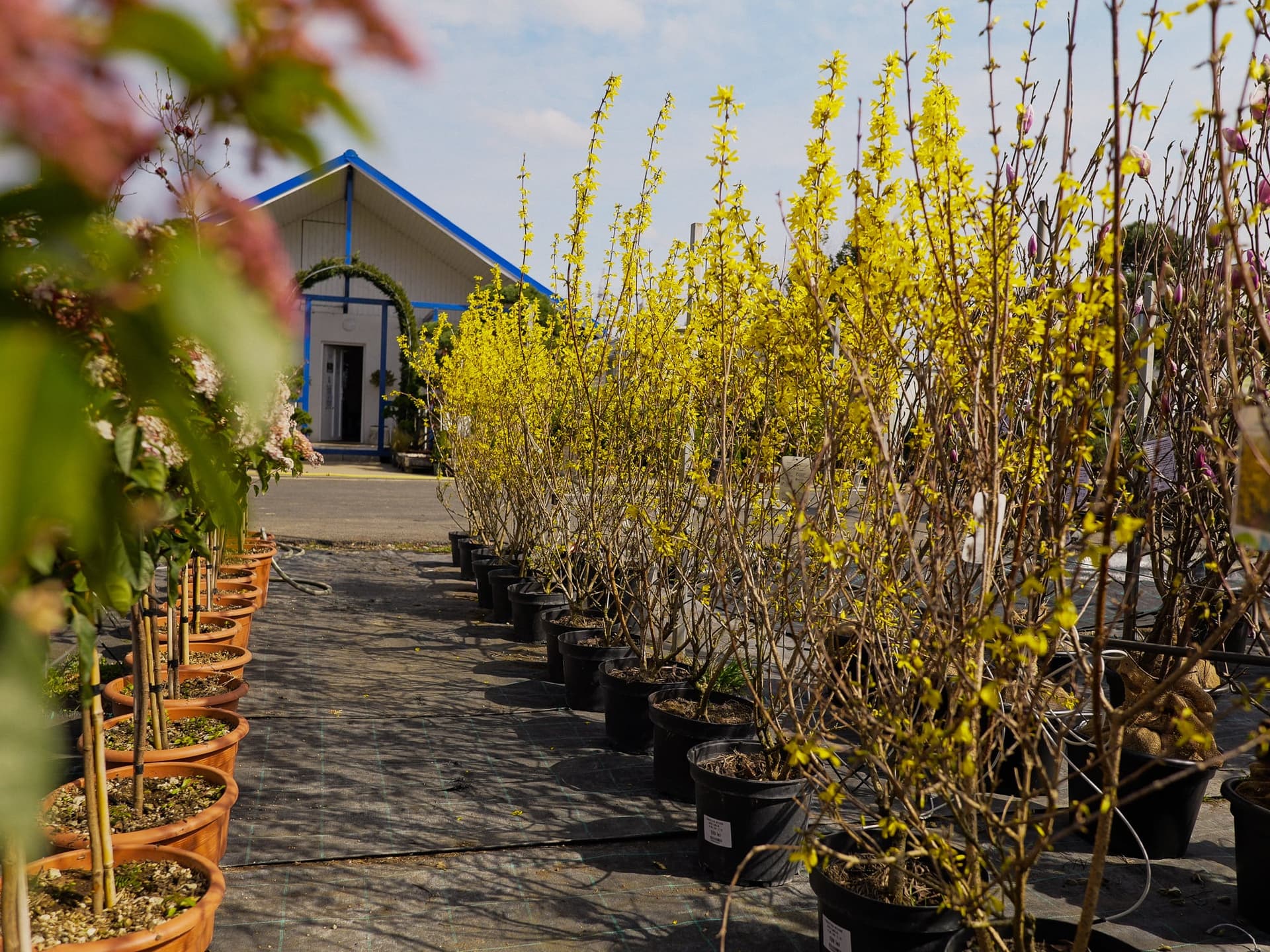 Intrarea în Garden Center Pominova Cluj-Napoca