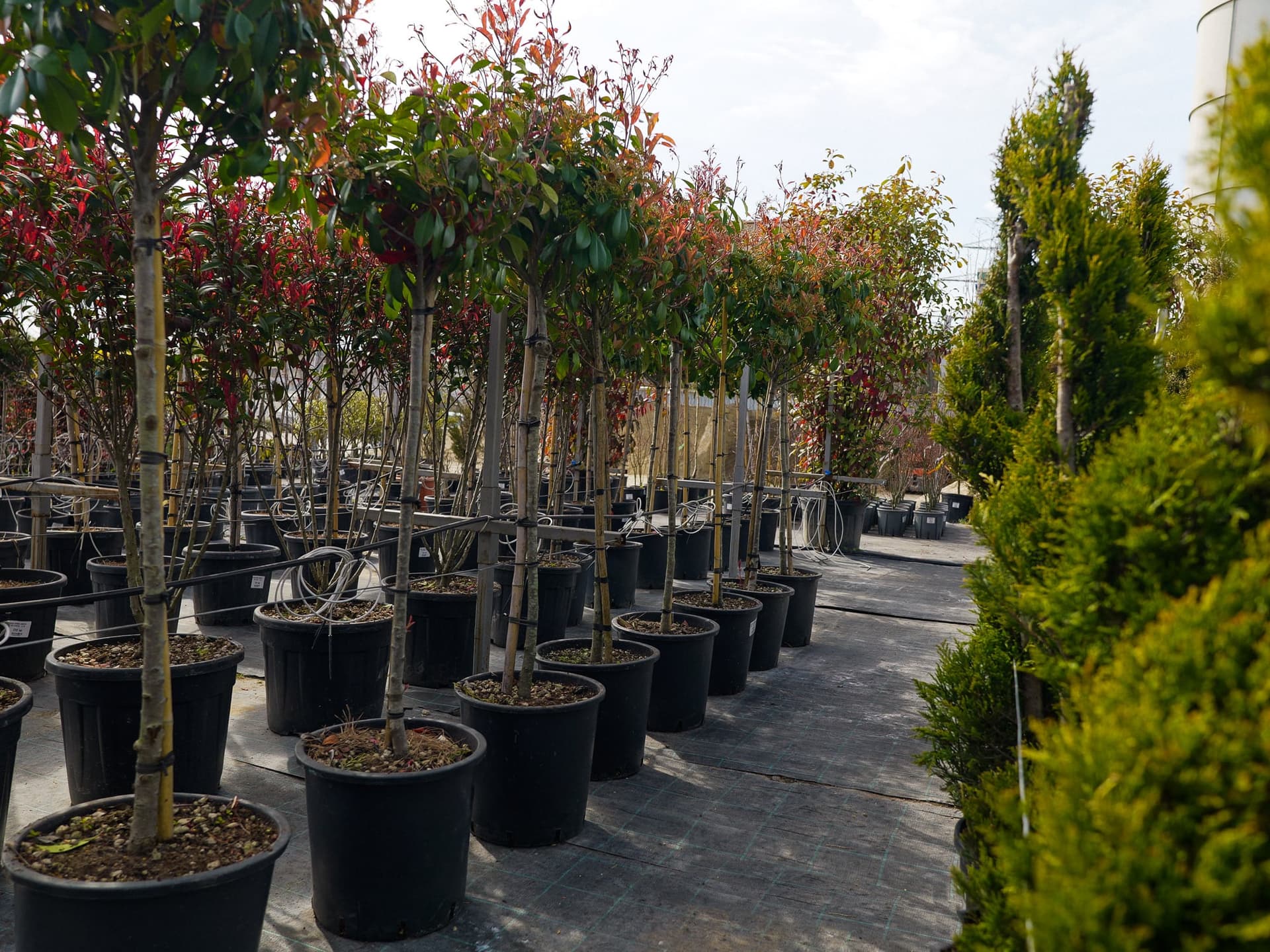 Photinia altoită