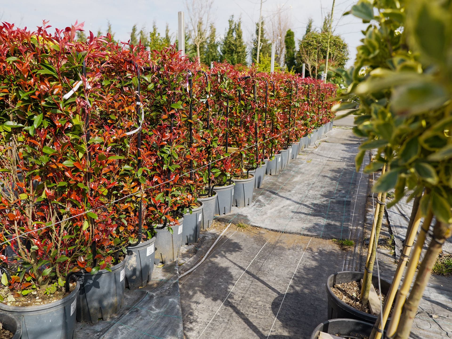 Gard viu de Photinia