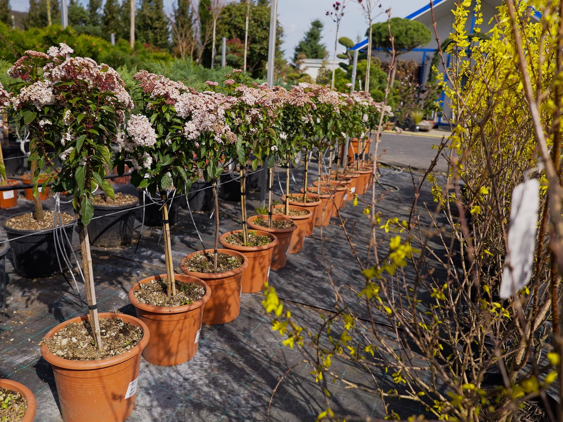 Viburnum înflorit